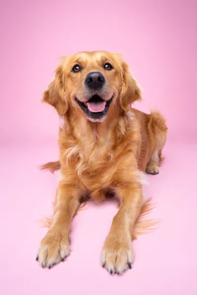 Luna - pet portrait Paw Prints Melbourne