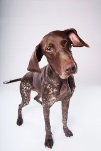 Mosby - Paw Prints Melbourne client