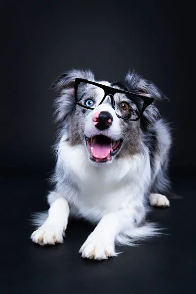 Harley - pet portrait Paw Prints Melbourne